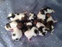 Shih tzu bichon puppies born on April 20th 2013|teddy bears for sale in Iowa Ready June 2013|Shipping $150 out of Minneapolis Minnesota